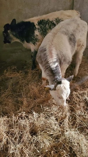 vand 2 albastri belgieni