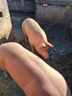 vind porci  intre 150 la 180 - imagine 3