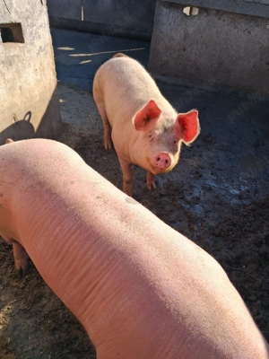 vind porci  intre 150 la 180 - imagine 2