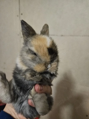 iepuri de companie - imagine 3