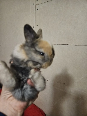 iepuri de companie - imagine 4