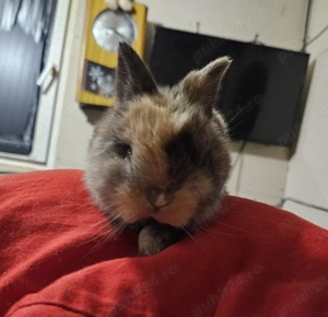 iepuri de companie - imagine 2