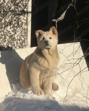 Akita inu japonez - imagine 2