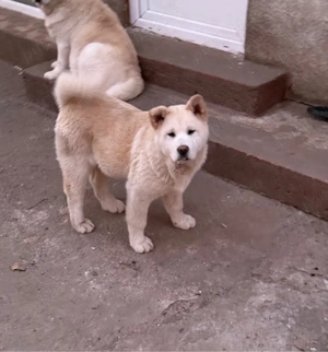 Akita inu japonez