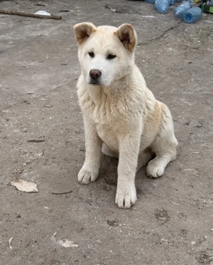 Akita inu japonez - imagine 3