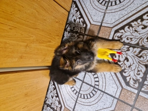 Vand ciobanesc german  - imagine 3