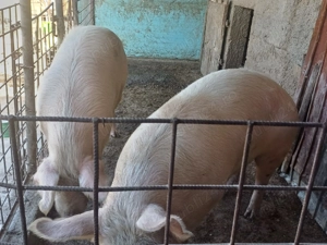 Vand porci mari - imagine 2