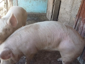 Vand porci mari - imagine 3