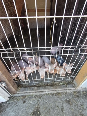 Vand purcei Pietran-Marele Alb - imagine 4