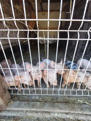 Vand purcei Pietran-Marele Alb - imagine 3