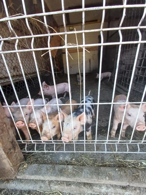 Vand purcei Pietran-Marele Alb