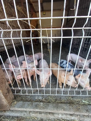 Vand purcei Pietran-Marele Alb - imagine 2