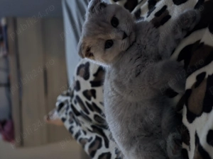 Vand pisicuta scottish fold  - imagine 3