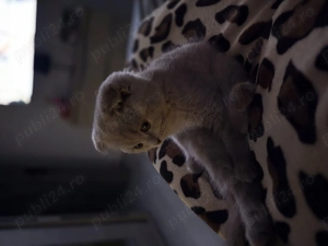 Vand pisicuta scottish fold  - imagine 2