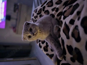 Vand pisicuta scottish fold 