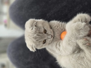 Vand pisicuta scottish fold  - imagine 4