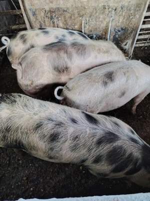 Vând porc  - imagine 2