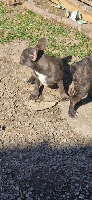 Buldog francez   - imagine 3