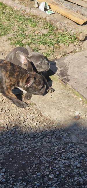 Buldog francez   - imagine 2