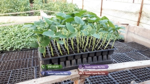 Vand rasad de rosii, ardei, castraveti, vinete | rasaduri de legume