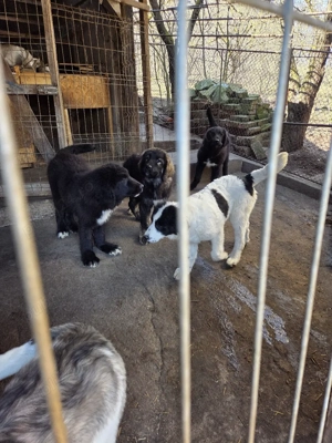 Ciobanesc Corb -pui - imagine 2