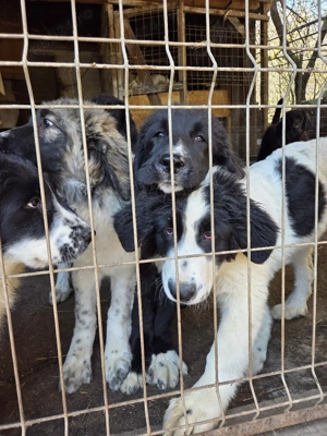 Ciobanesc Corb -pui - imagine 4