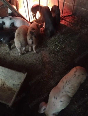 vand 15 purcei - imagine 4