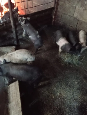 vand 15 purcei - imagine 3