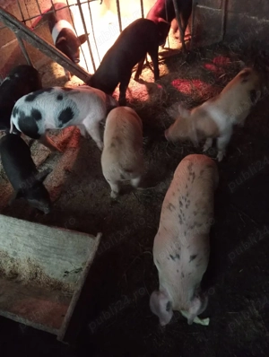 vand 15 purcei - imagine 2