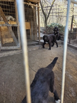 Ciobanesc Corb -pui - imagine 3