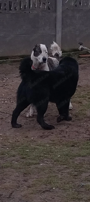 Masculul Asia Centrala  - imagine 2