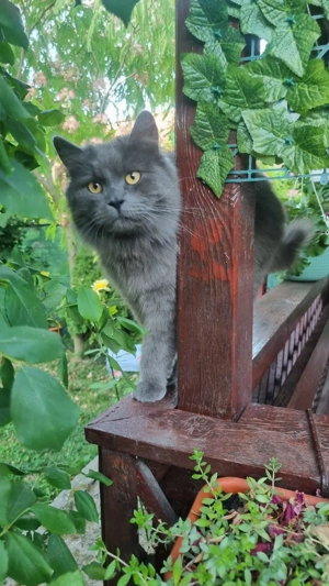 se vinde motanel jucaus si simpatic  - imagine 2