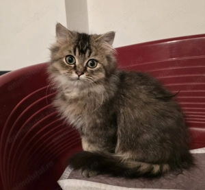 British Long Hair  - imagine 5