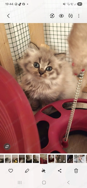 British Long Hair  - imagine 4