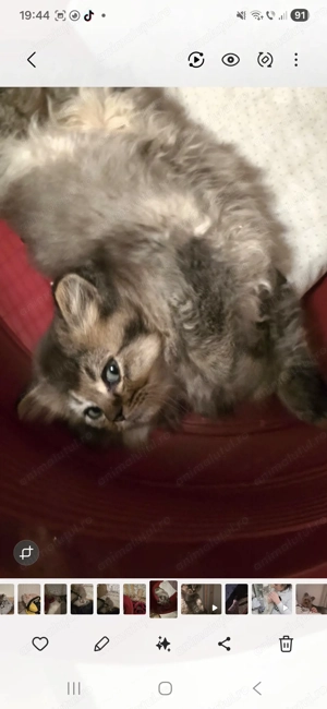 British Long Hair  - imagine 3