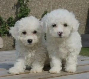 Bichoni Maltez fetita si băiat  - imagine 2