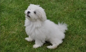 Bichoni Maltez fetita si băiat 