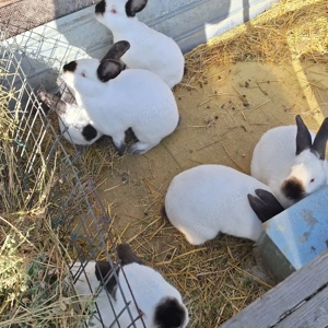 iepuri californieni - imagine 2