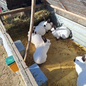 iepuri californieni - imagine 3