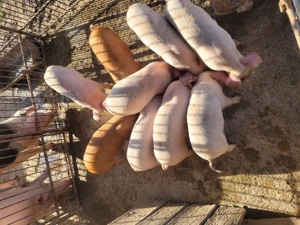 Disponibili purcei de 8 săptămâni.  - imagine 2