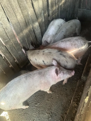 vina purcei de rasa - imagine 2