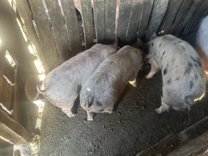 vina purcei de rasa - imagine 3