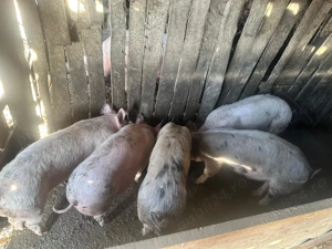 vina purcei de rasa - imagine 4