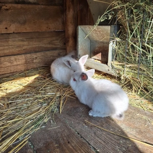 iepuri californieni - imagine 2