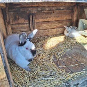 iepuri californieni - imagine 3