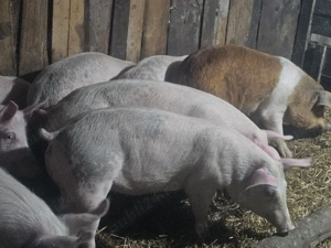 vând 9 soldani rasa de calitate de carne 65-70 kg  - imagine 3