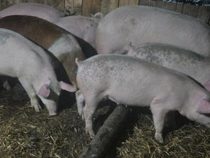 vând 9 soldani rasa de calitate de carne 65-70 kg  - imagine 4