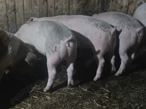 vând 9 soldani rasa de calitate de carne 65-70 kg  - imagine 5