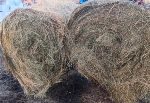 Baloți de fân mari 120 120 detalii la numărul de telefon  