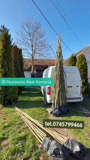 trimitem oriunde in țară, copăcei, butași Paulownia creștere rapidă 3-5m an direct din pepinieră